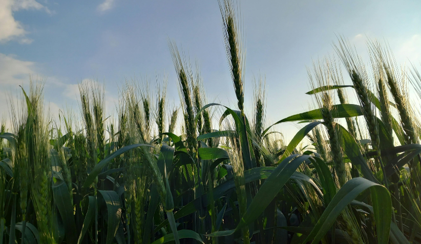 Climate change and elevated CO₂ impact on crop nutrition and protein quality, highlighting mung bean and plant-based protein